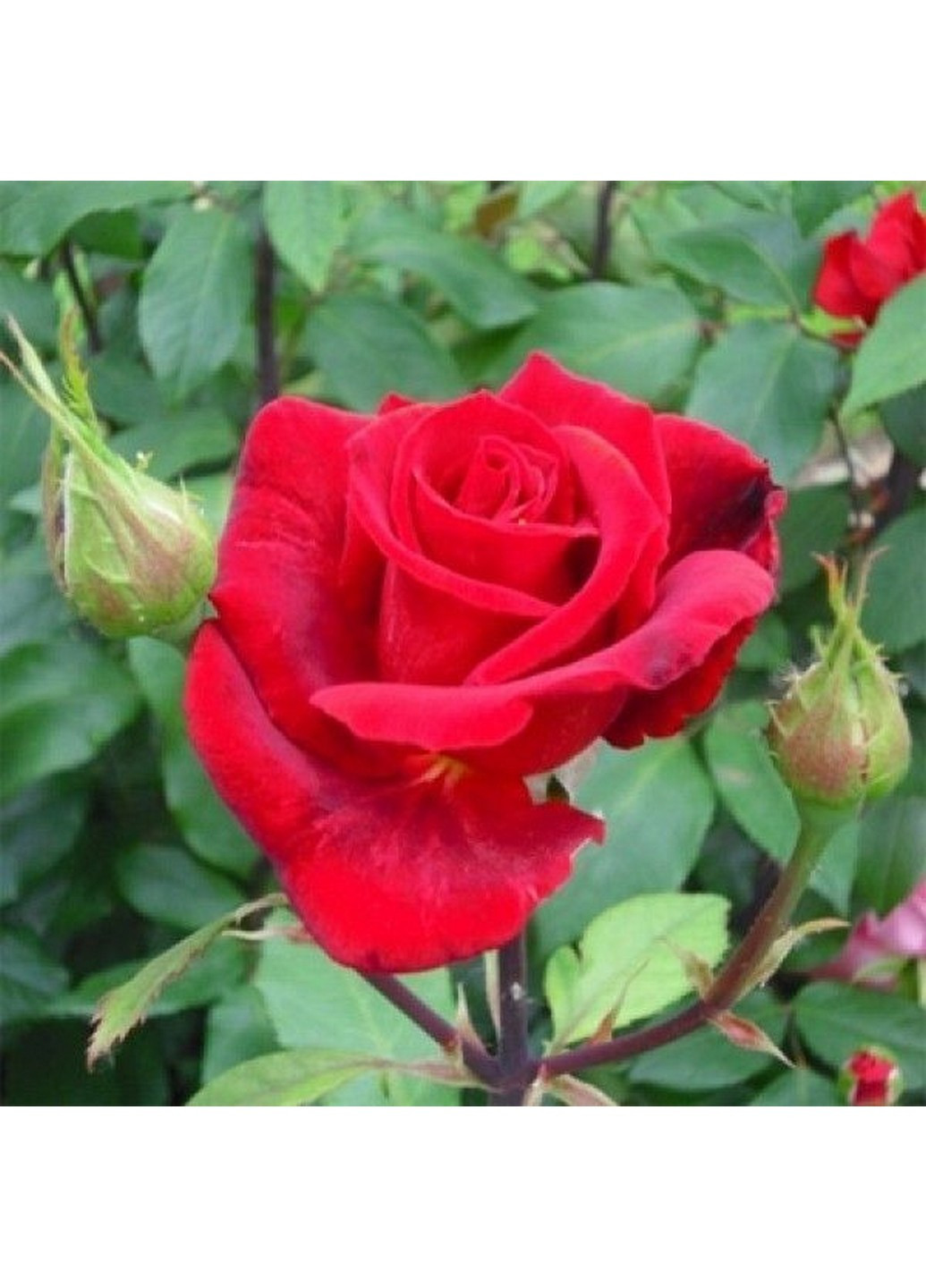 Роза Solo Red (Соло Ред) 80-130 см Декоплант (221297384)