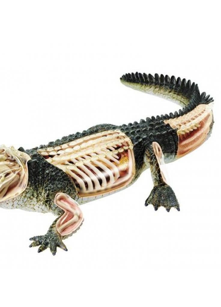 Пазл Об'ємна анатомічна модель Крокодил (FM-622034) 4D Master (202379004)