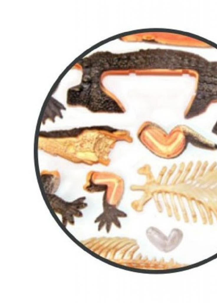 Пазл Об'ємна анатомічна модель Крокодил (FM-622034) 4D Master (202379004)