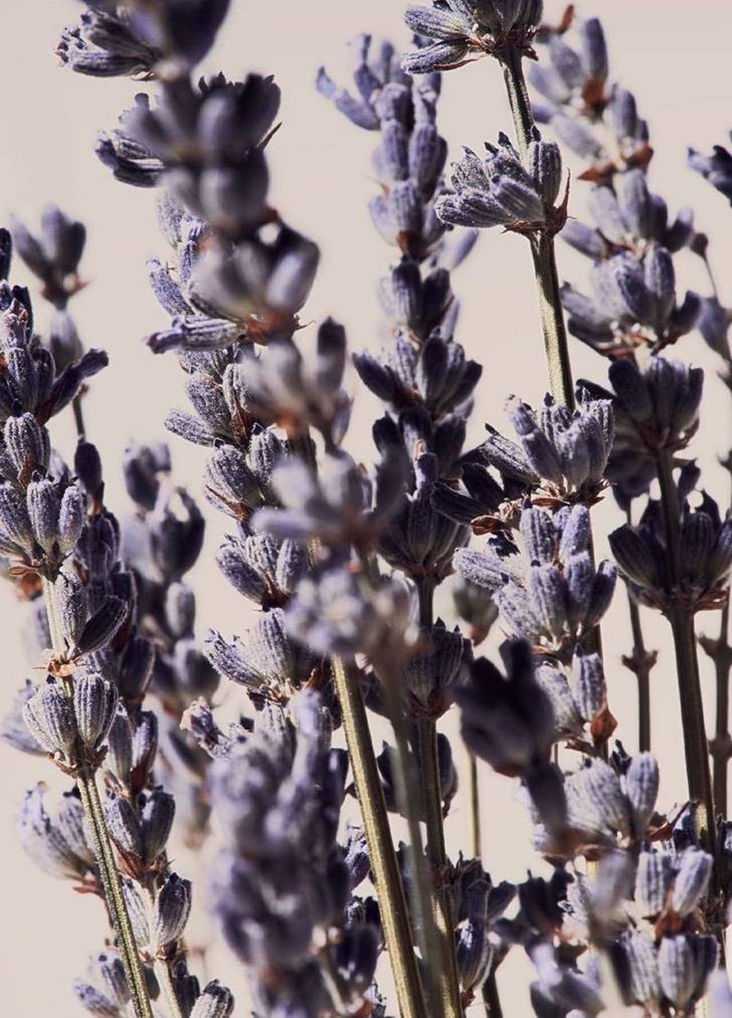 Набор Lavender & Vanilla (лосьон, мист, скраб, дезодорант, крем для душа) Victoria's Secret (331289370)