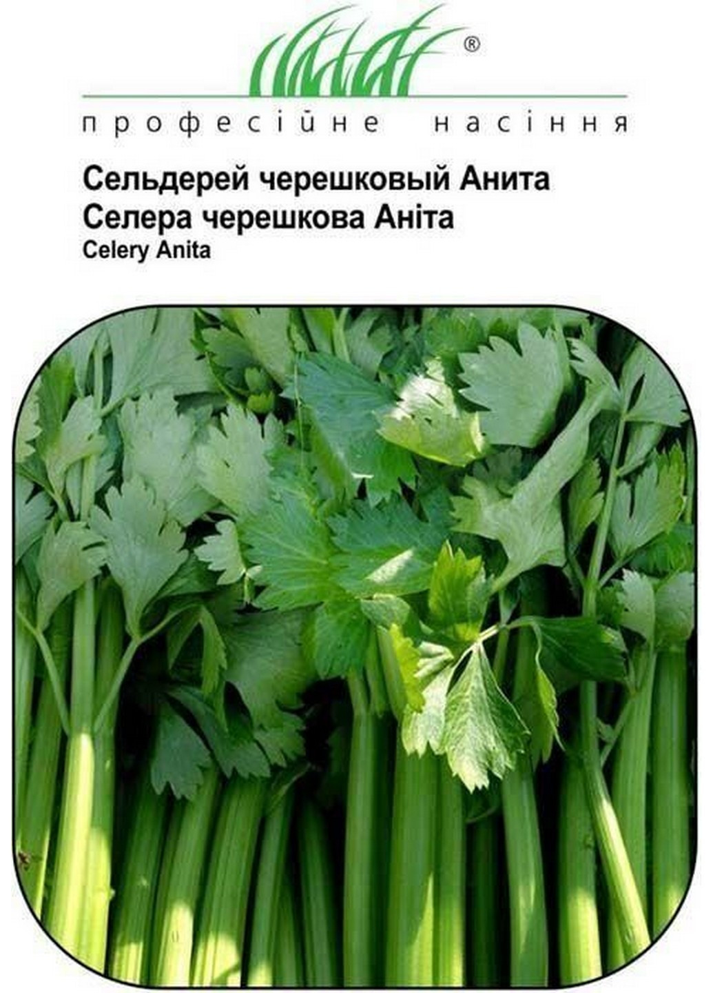 Семена Сельдерей черешковый Анита 0,5 г Професійне насіння (215963594)