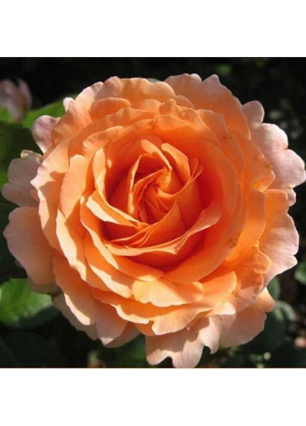 Троянда Polka (Полька) 160-190 см Декоплант (244711655)