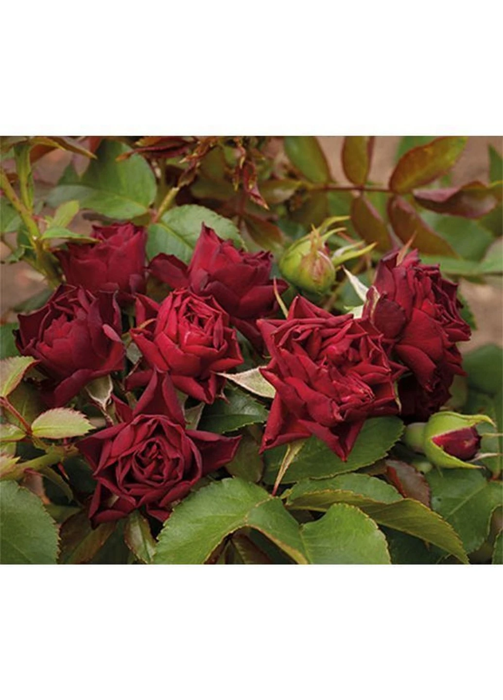 Троянда Claret Pixie (Кларет Піксі) Декоплант 60-70 см Декоплант (221297351)