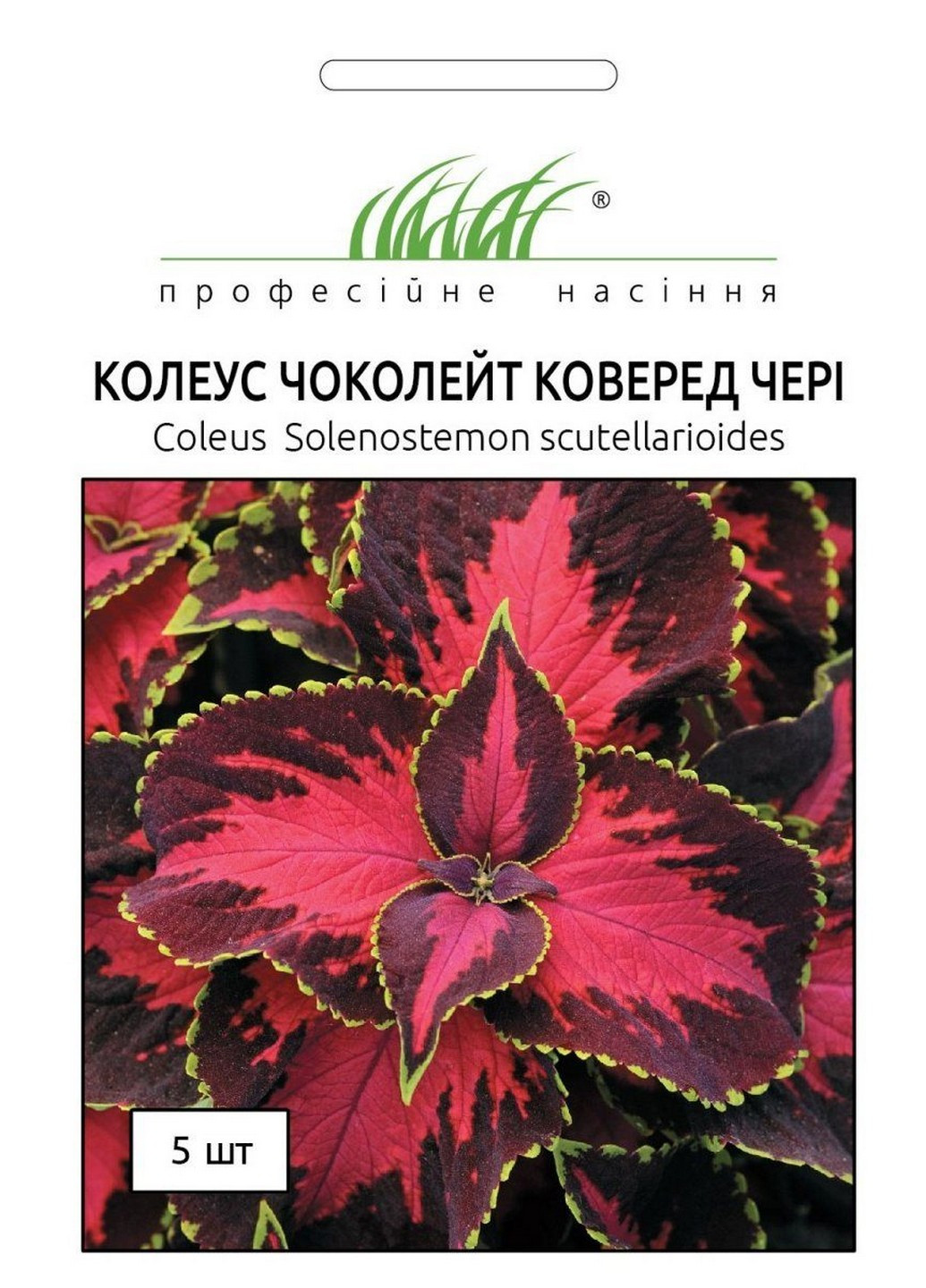 Семена Колеус Сан Чоколет Коверед 5 шт Професійне насіння (215963611)