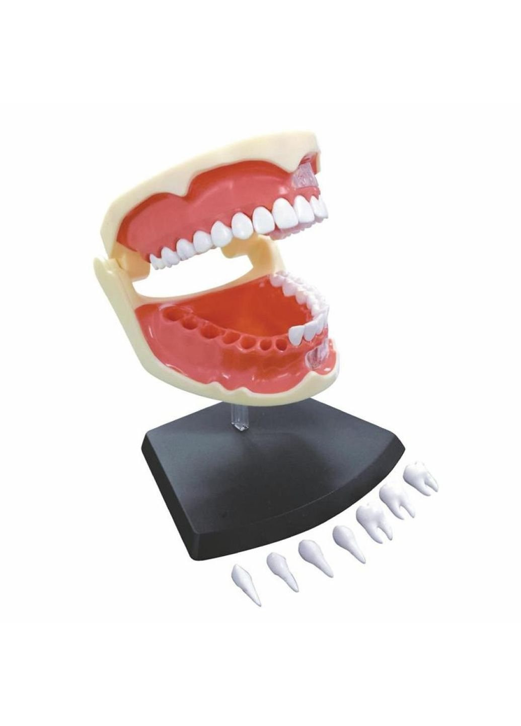 Пазл Объемная анатомическая модель Зубной ряд человека (FM-626015) 4D Master (249984406)