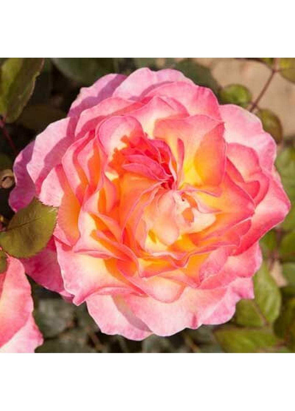 Роза Gorgeous (Горджес) 70-90 см Декоплант (221297385)