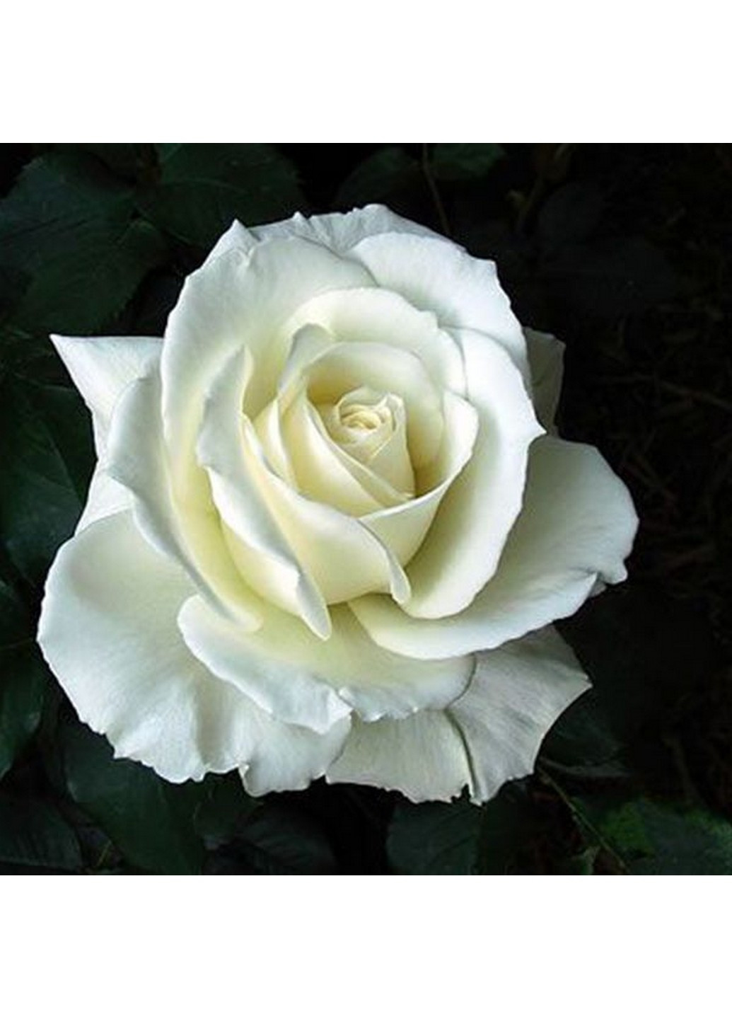 Троянда Solo White (Соло Вайт) 80-130 см Декоплант (221297386)