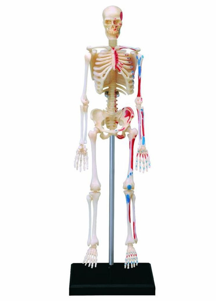 Пазл Об'ємна анатомічна модель Master Скелет людини (FM-626011) 4D Master (202373519)