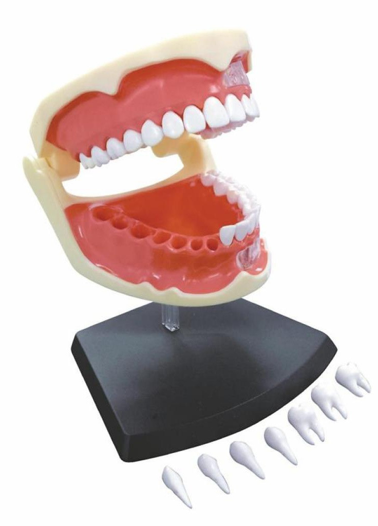 Пазл Объемная анатомическая модель Зубной ряд человека (FM-626015) 4D Master (202365298)