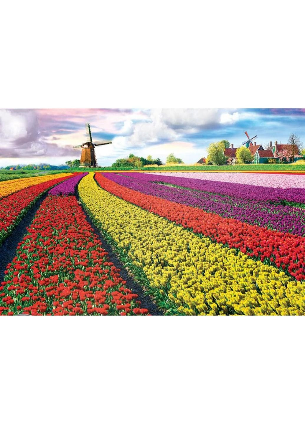 Пазл Поле тюльпанів у Нідерландах 1000 елементів (6000-5326) Eurographics (249984373)