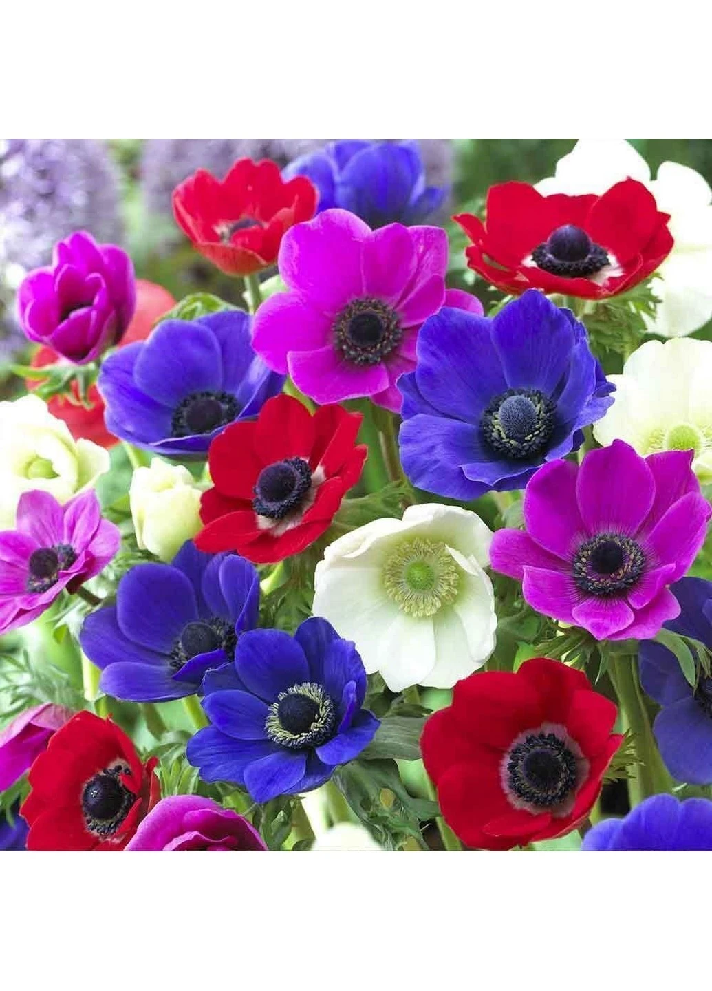 Анемона De Caen Mix (Каен Мікс) 10 шт Holland Bulb Market (244711657)