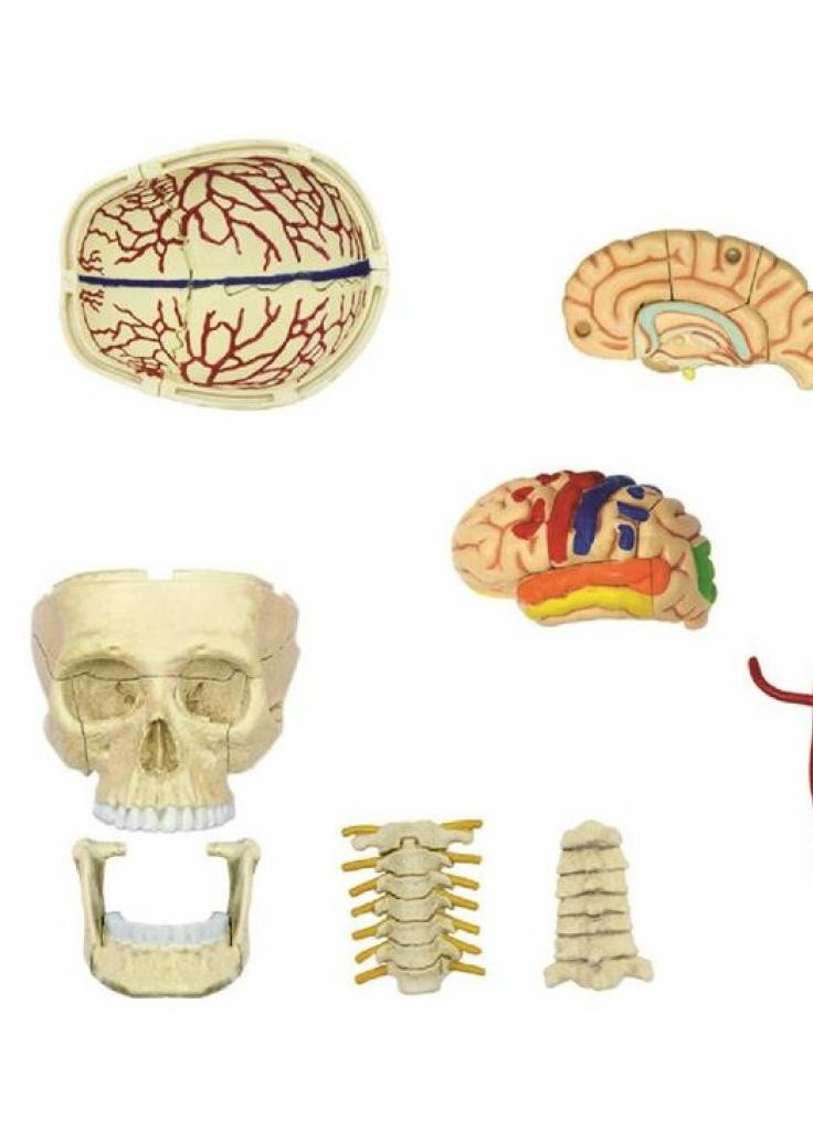 Пазл Об'ємна анатомічна модель Черепно-мозкова коробка челов (FM-626005) 4D Master (202365282)