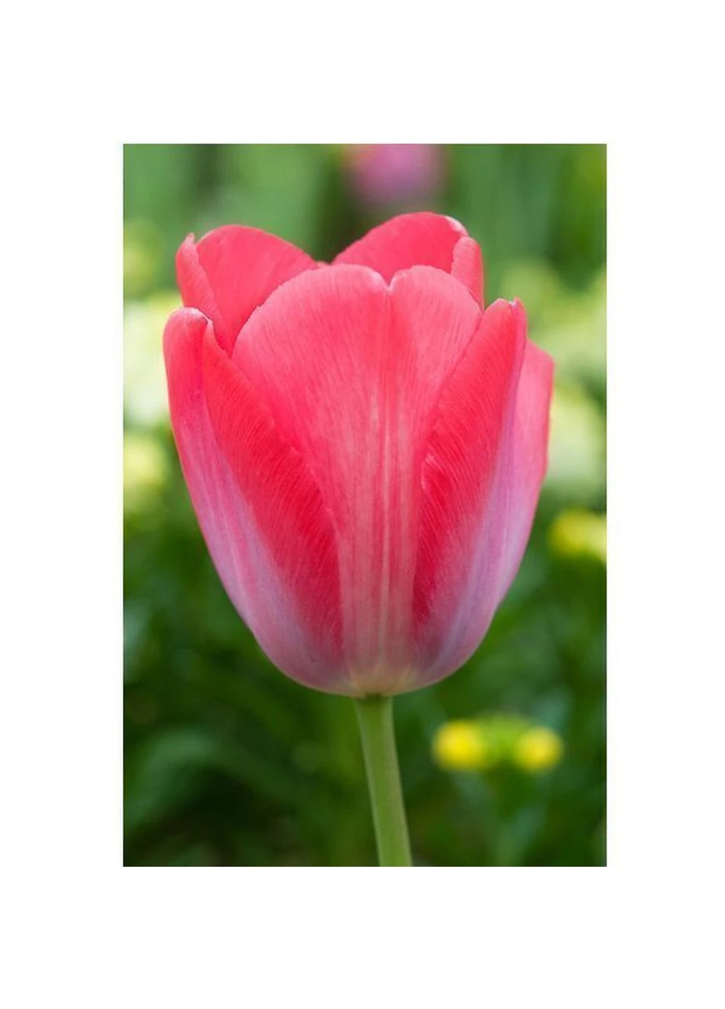 Тюльпан Elisabeth Arden (Елізабет Арден) 3 шт Holland Bulb Market (244711673)