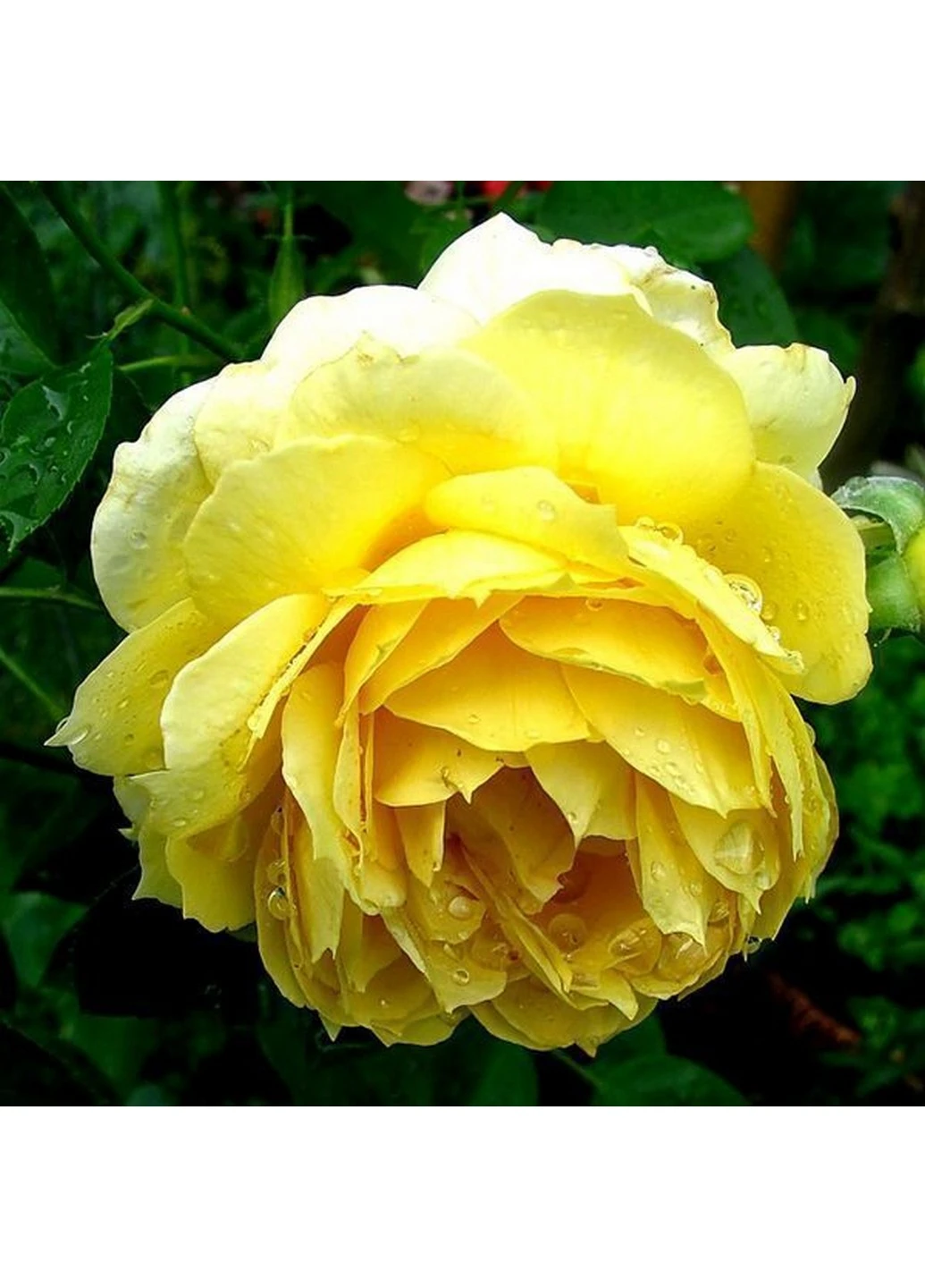 Роза Avenue Yellow (Авеню Еллоу) Декоплант 50-80 см Декоплант (221297371)