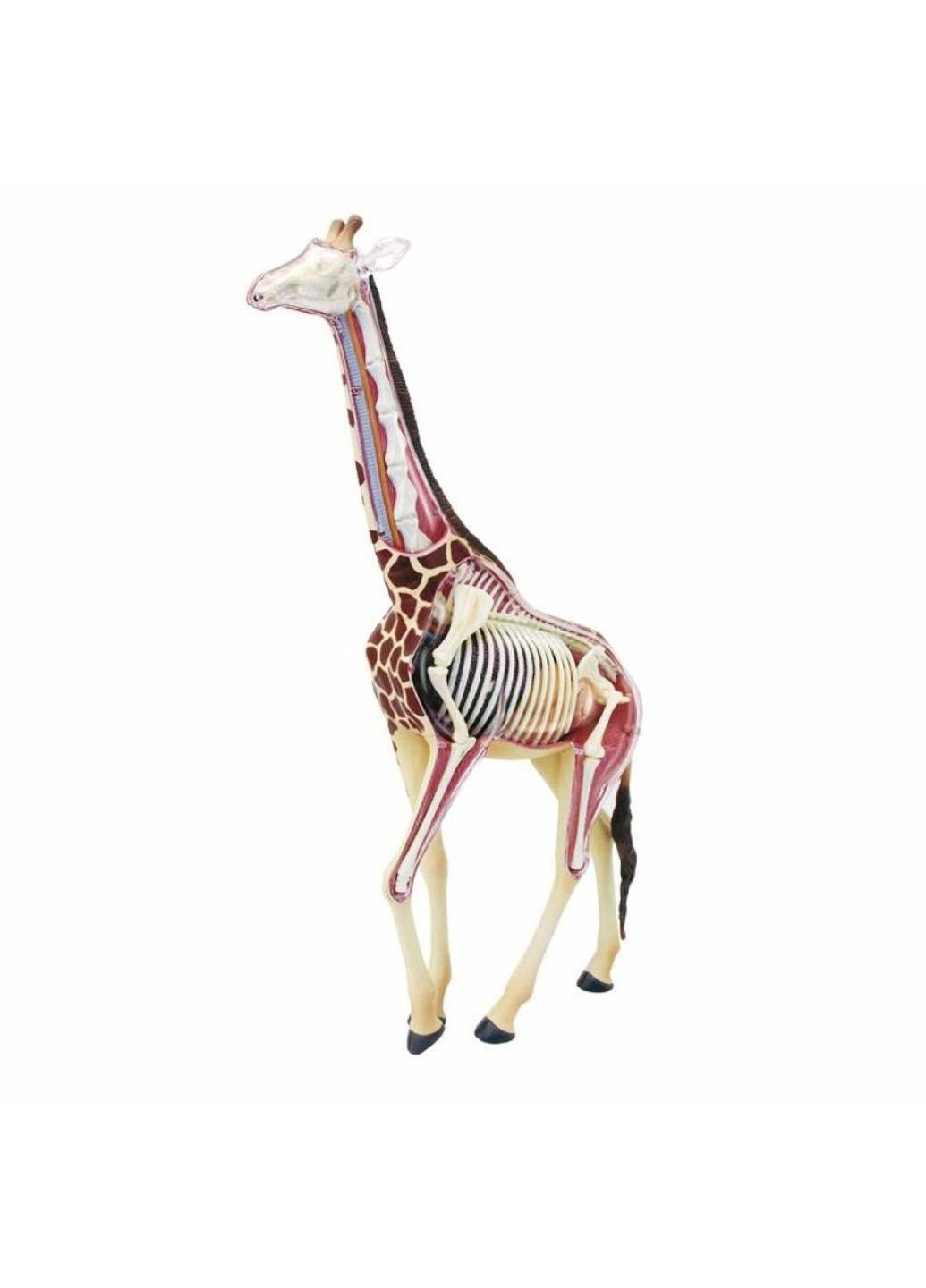 Пазл Об'ємна анатомічна модель Жираф (FM-622011) 4D Master (249984408)