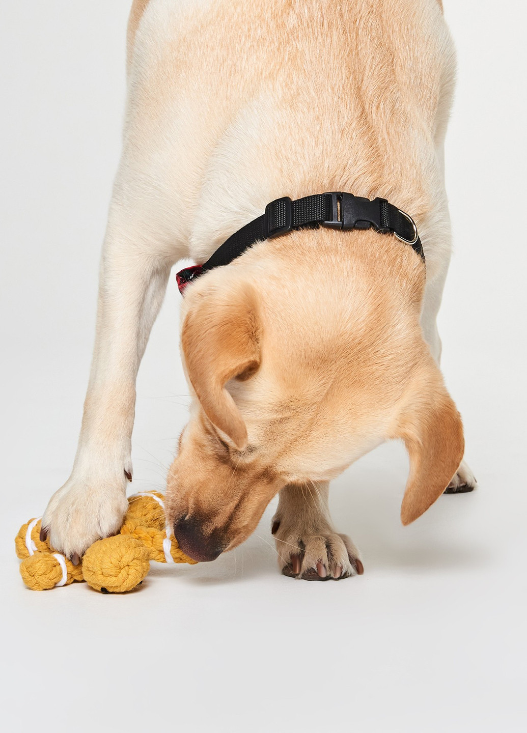 Бабочка Sinsay (352189968)