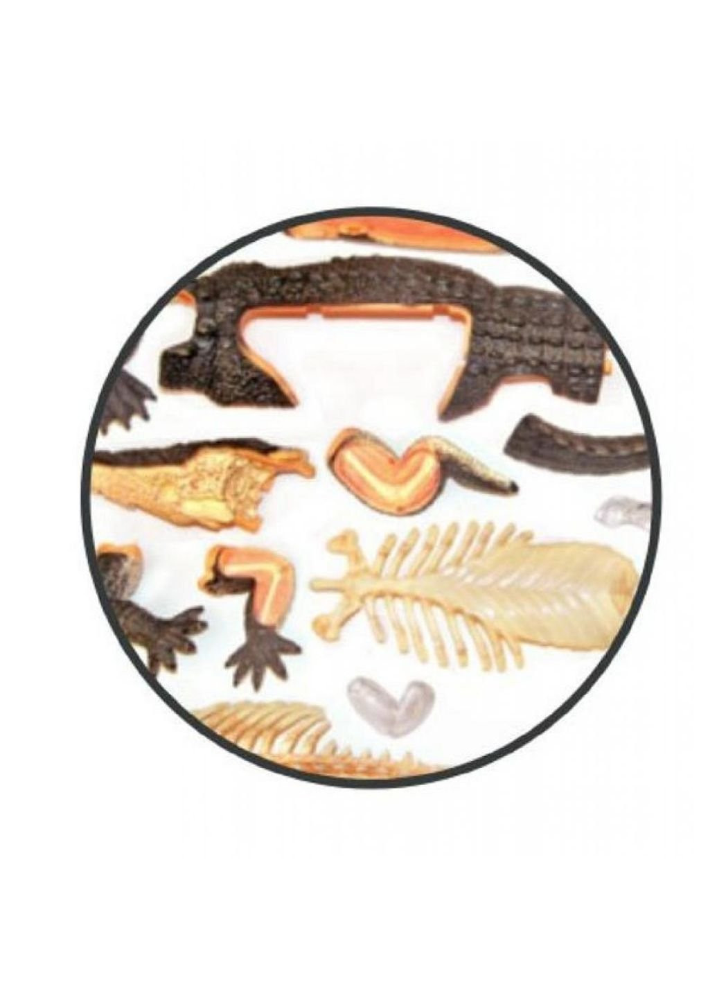 Пазл Об'ємна анатомічна модель Крокодил (FM-622034) 4D Master (249984425)