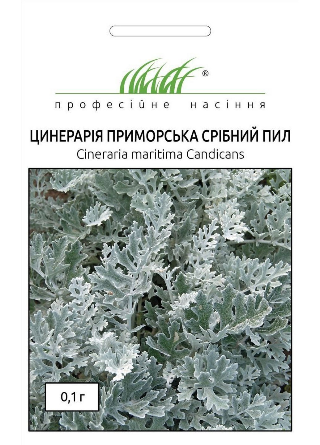 Семена Цинерария приморская серебряная пыль 0,1 г Професійне насіння (215963534)