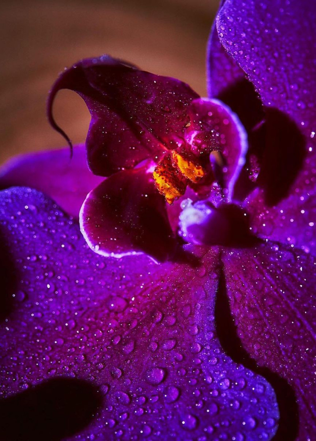 Парфумована вода Very Sexy Orchid, 100 мл Victoria's Secret (353745749)