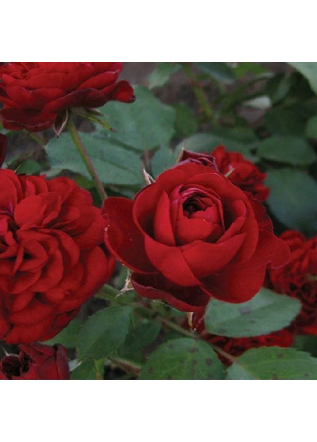 Троянда Eden Rose (Іден Роуз) Декоплант 350-450 см Декоплант (244711641)