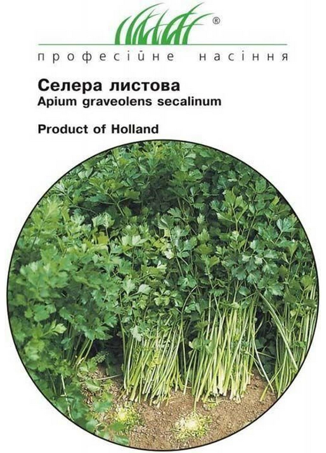 Насіння Селера листова Вестерленд 0,5 г Професійне насіння (215963616)