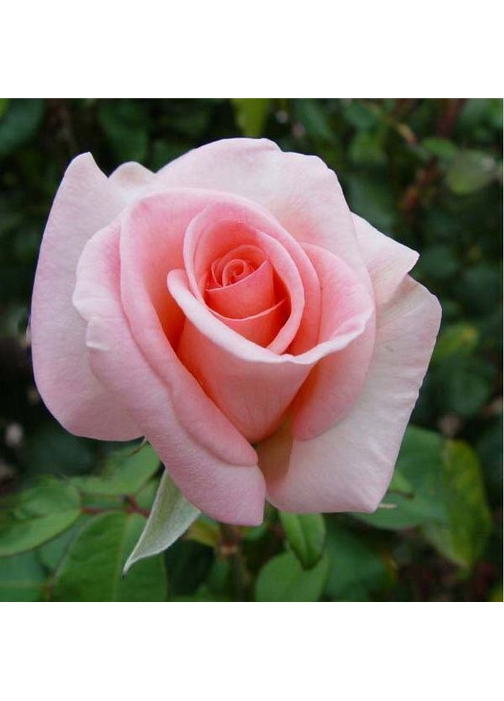 Роза Solo Pink (Соло Пинк) 80-130 см Декоплант (221297374)