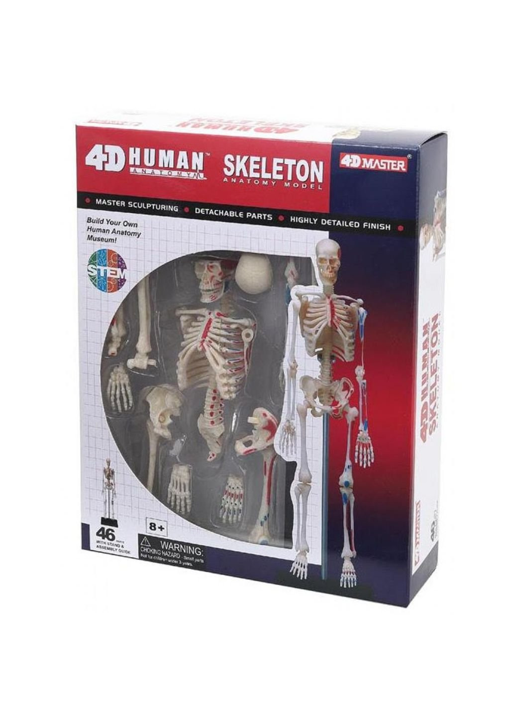 Пазл Объемная анатомическая модель Master Скелет человека (FM-626011) 4D Master (249984682)