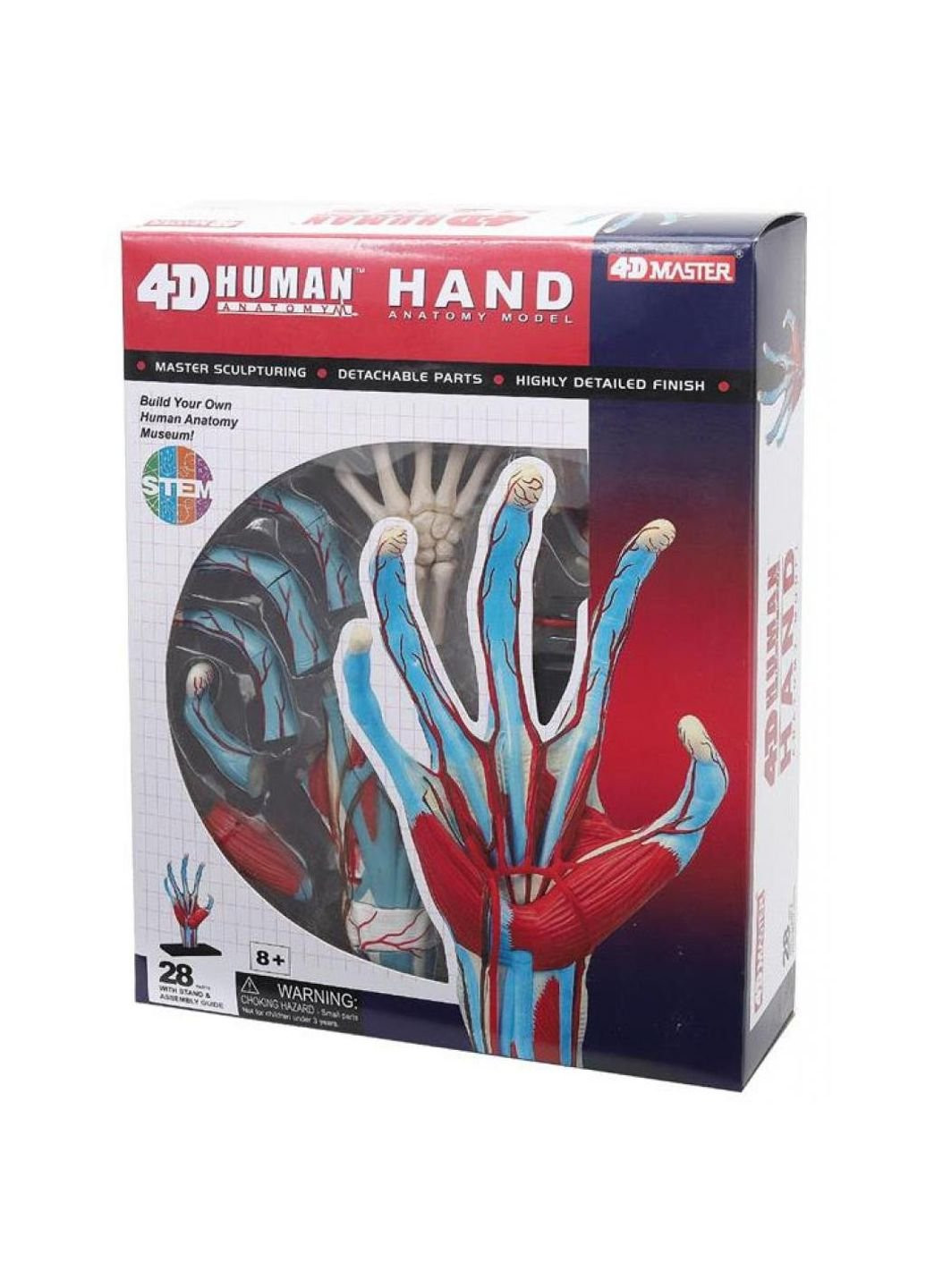 Пазл Объемная анатомическая модель Рука человека (FM-626009) 4D Master (249984492)