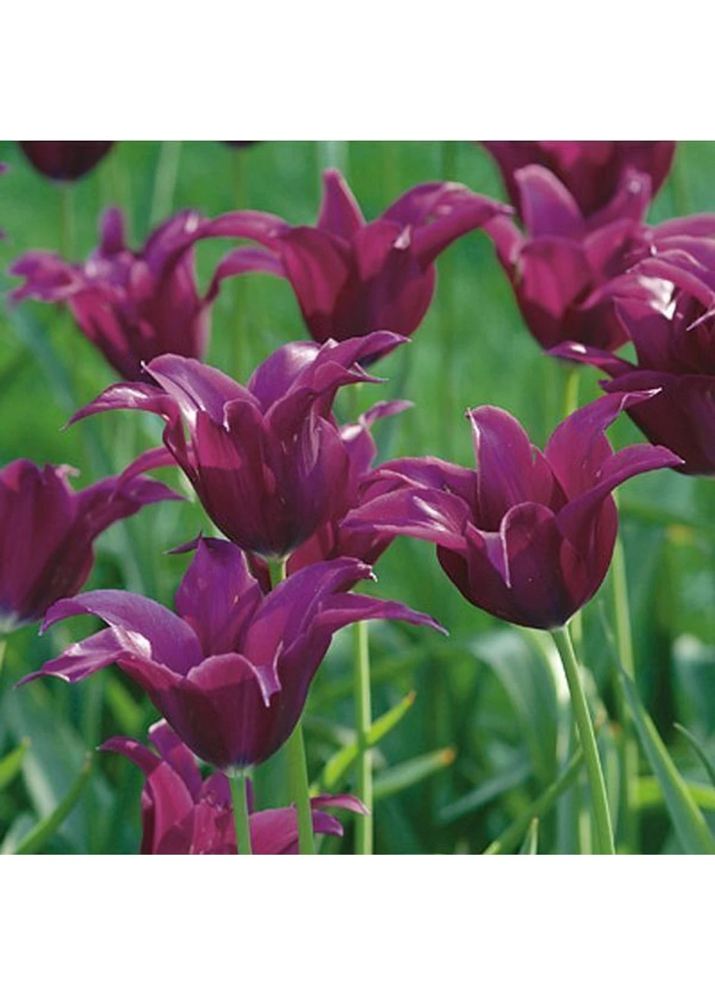 Тюльпан Burgundy (Бургунді) 3 шт Holland Bulb Market (244711645)