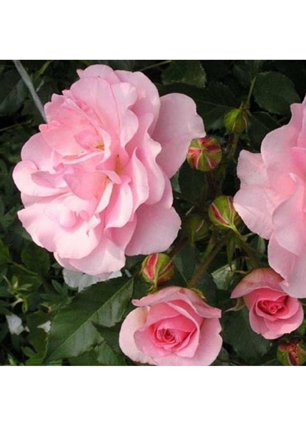 Троянда Avenue Pink (Авеню Пінк) 50-80 см Декоплант (221297343)