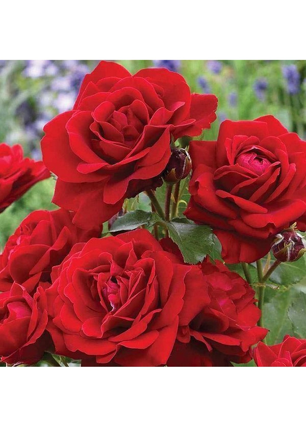 Троянда Avenue Red (Авеню Ред) 50-80 см Декоплант (221297358)