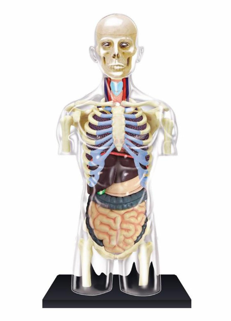 Пазл Объемная анатомическая модель Торс человека прозрачный (FM-626108) 4D Master (202365028)