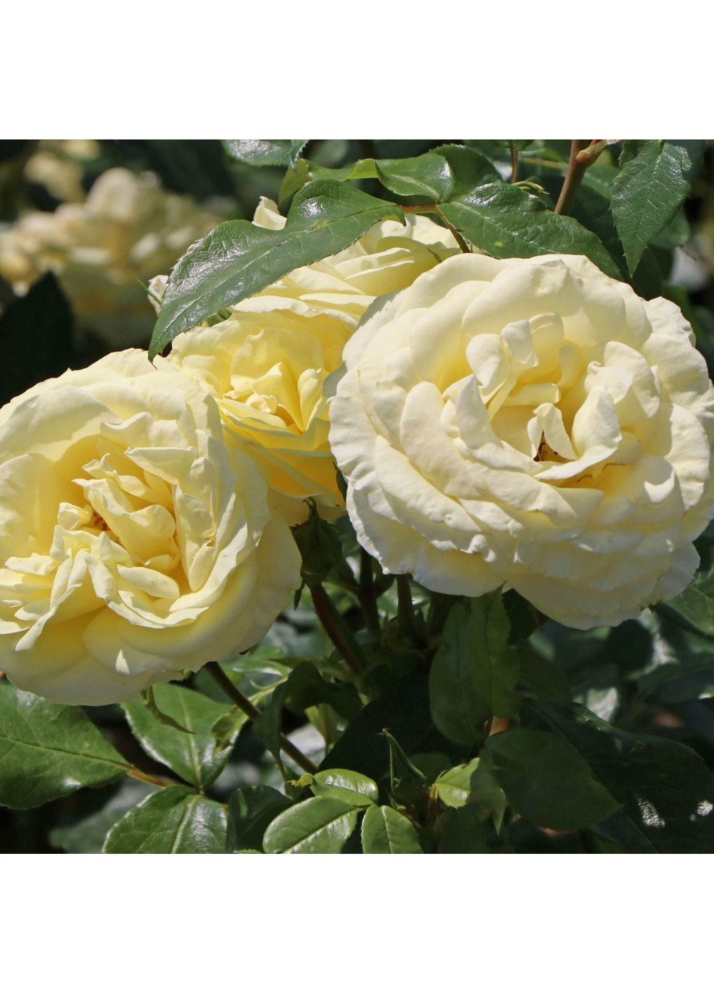 Роза Limona (Лимона) 70-90 см Декоплант (221297375)