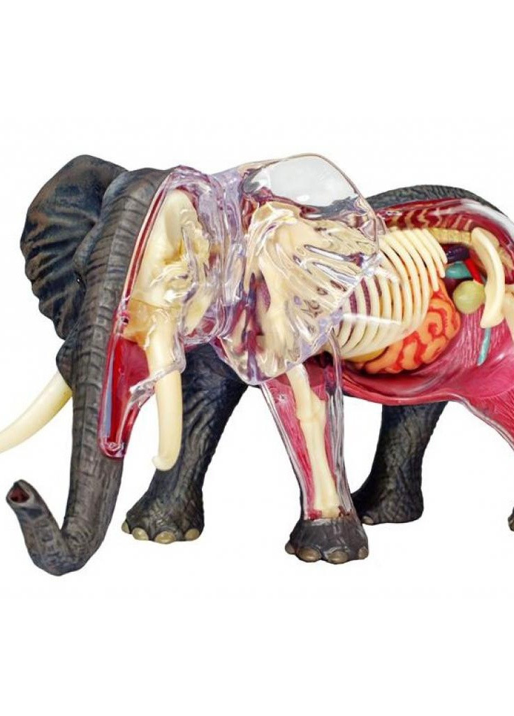 Пазл Об'ємна анатомічна модель Слон (FM-622037) 4D Master (202365003)