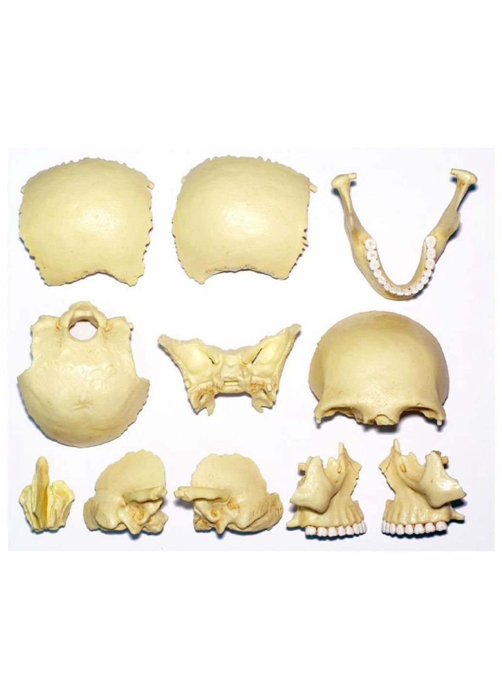 Пазл Объемная анатомическая модель Череп человека (FM-626111) 4D Master (249984301)