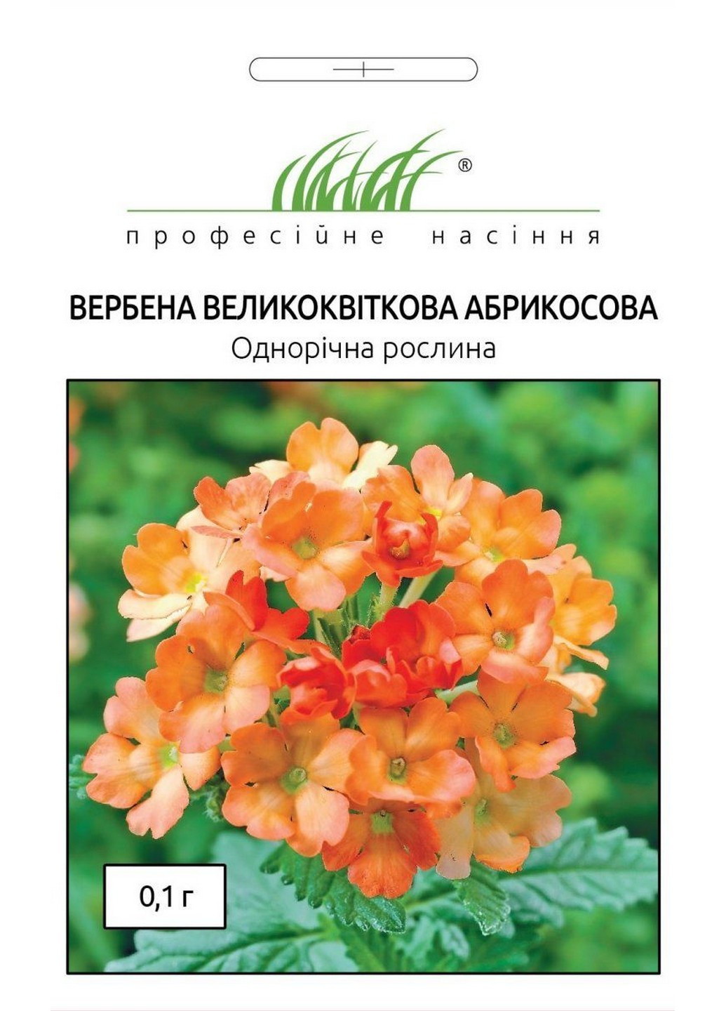 Насіння Вербена великоквіткова абрикосова 0,1 г Професійне насіння (215963582)