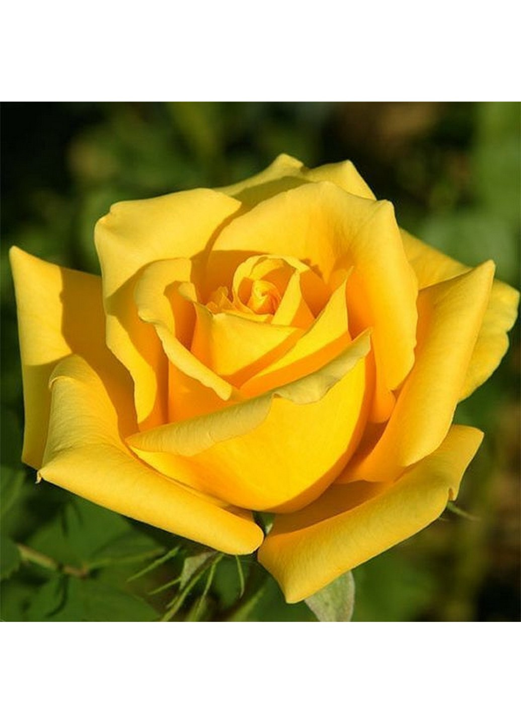 Троянда Solo Yellow (Соло Єллоу) 80-130 см Декоплант (221297376)