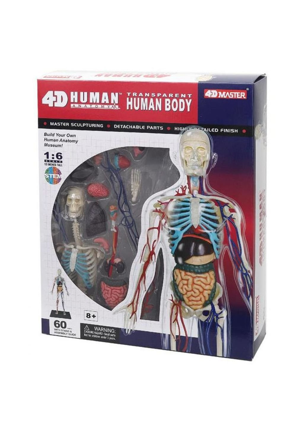 Пазл Об'ємна анатомічна модель Тіло людини прозоре (FM-626204) 4D Master (249984684)