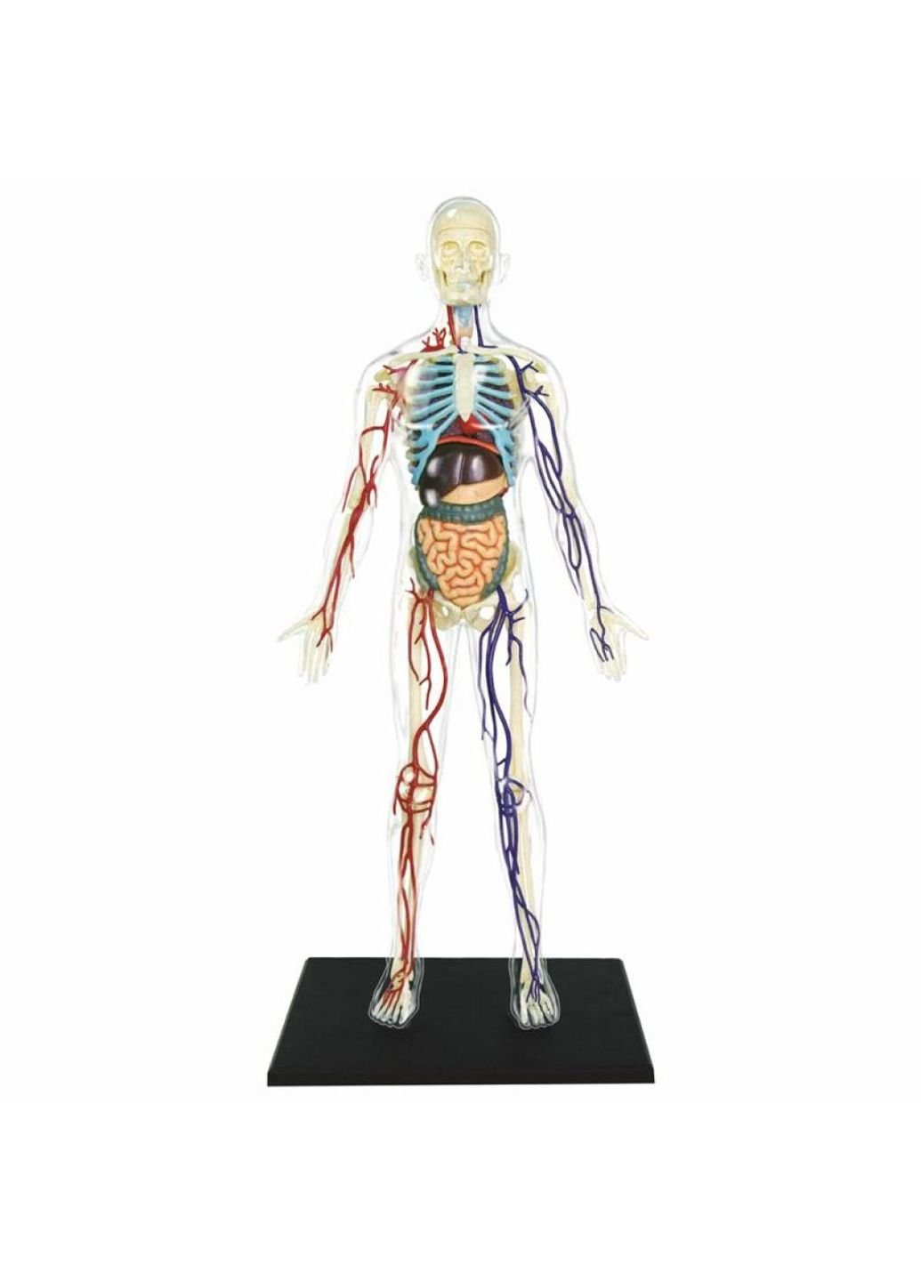 Пазл Об'ємна анатомічна модель Тіло людини прозоре (FM-626204) 4D Master (249984684)