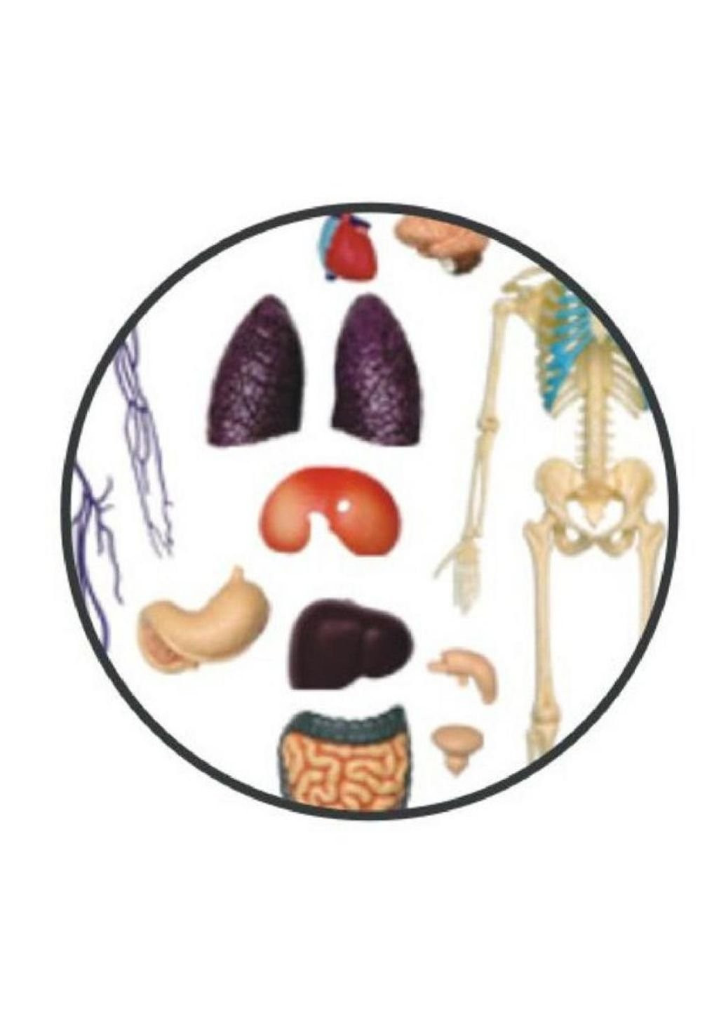 Пазл Об'ємна анатомічна модель Тіло людини прозоре (FM-626204) 4D Master (249984684)