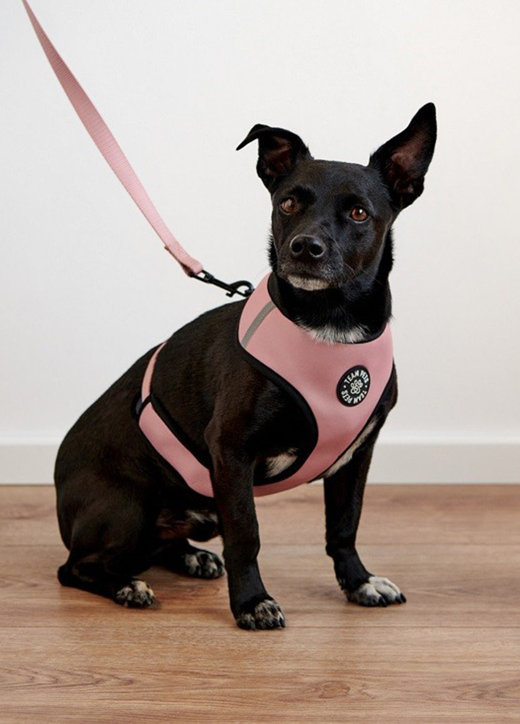 Поводок со шлеей Sinsay (354583436)