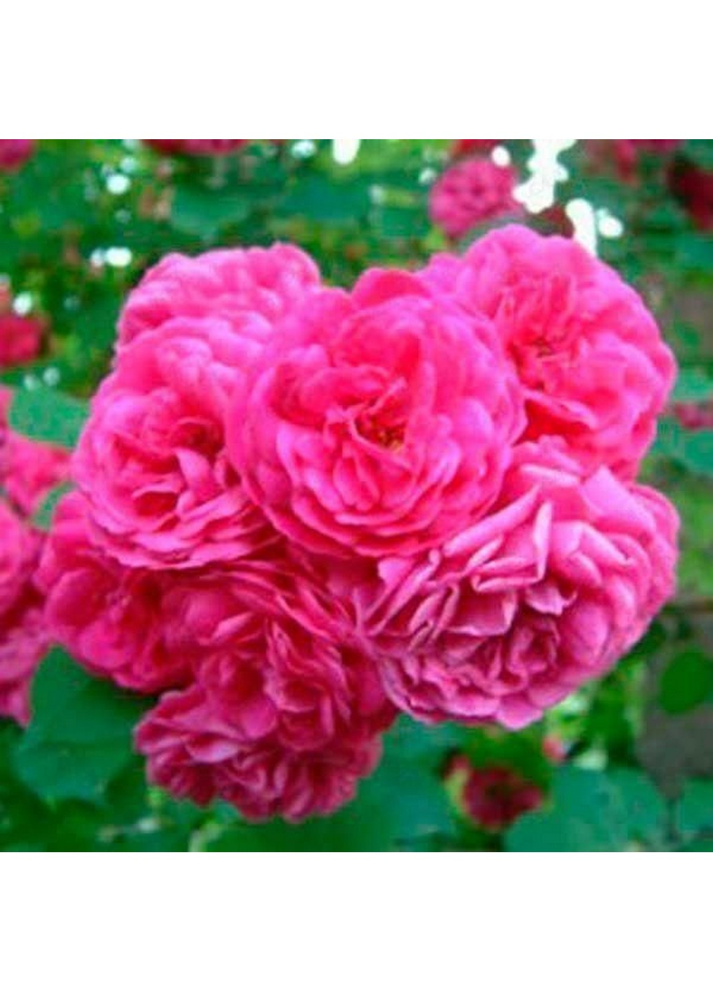 Троянда Etude (Етюд) 250-350 см Декоплант (221297334)