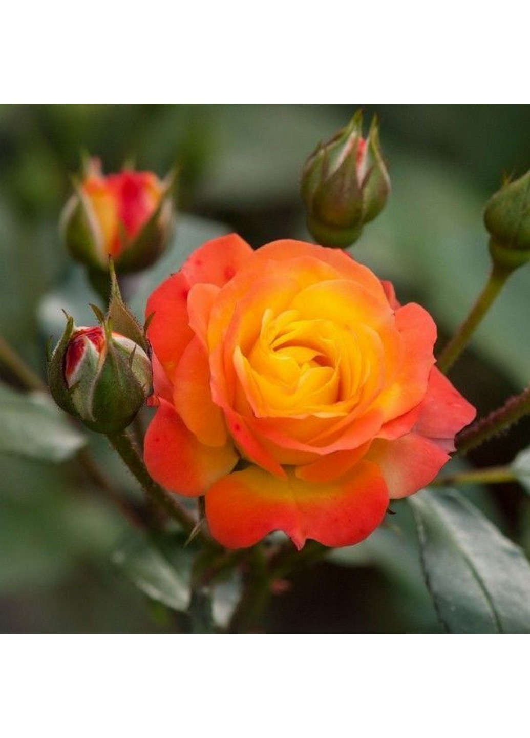 Троянда Rumba (Румба) 50-70 см Декоплант (244711647)