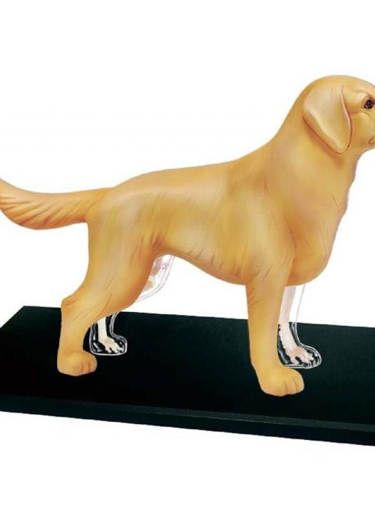 Пазл Об'ємна анатомічна модель Собака золотистий ретривер (FM-622007) 4D Master (202365461)