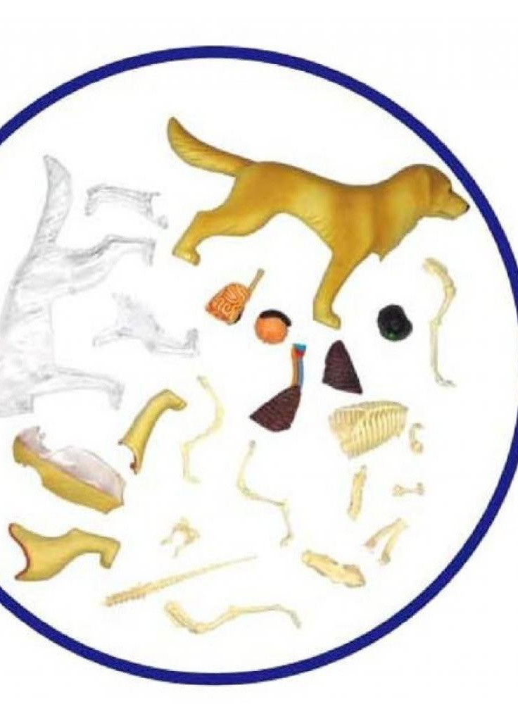Пазл Объемная анатомическая модель Собака золотистый ретривер (FM-622007) 4D Master (202365461)