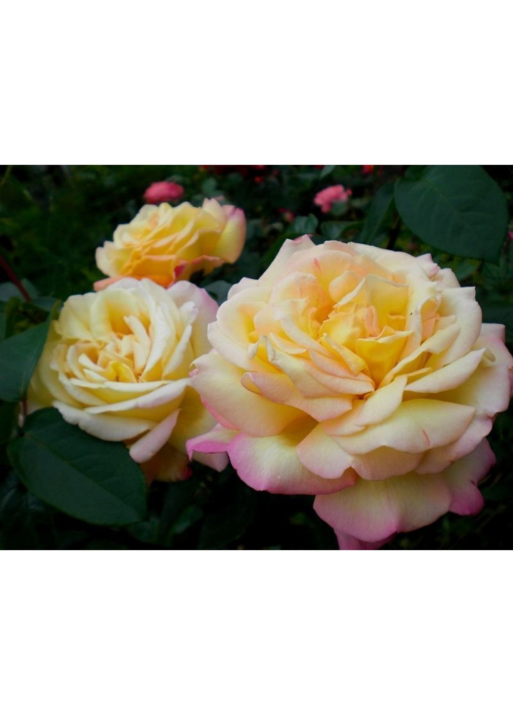 Троянда Peace (Піс) 100-110 см Декоплант (244711711)