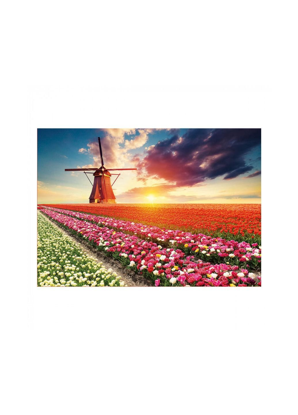 Пазл Пейзаж с тюльпанами 1500 элементов (6425268) Educa (254082800)