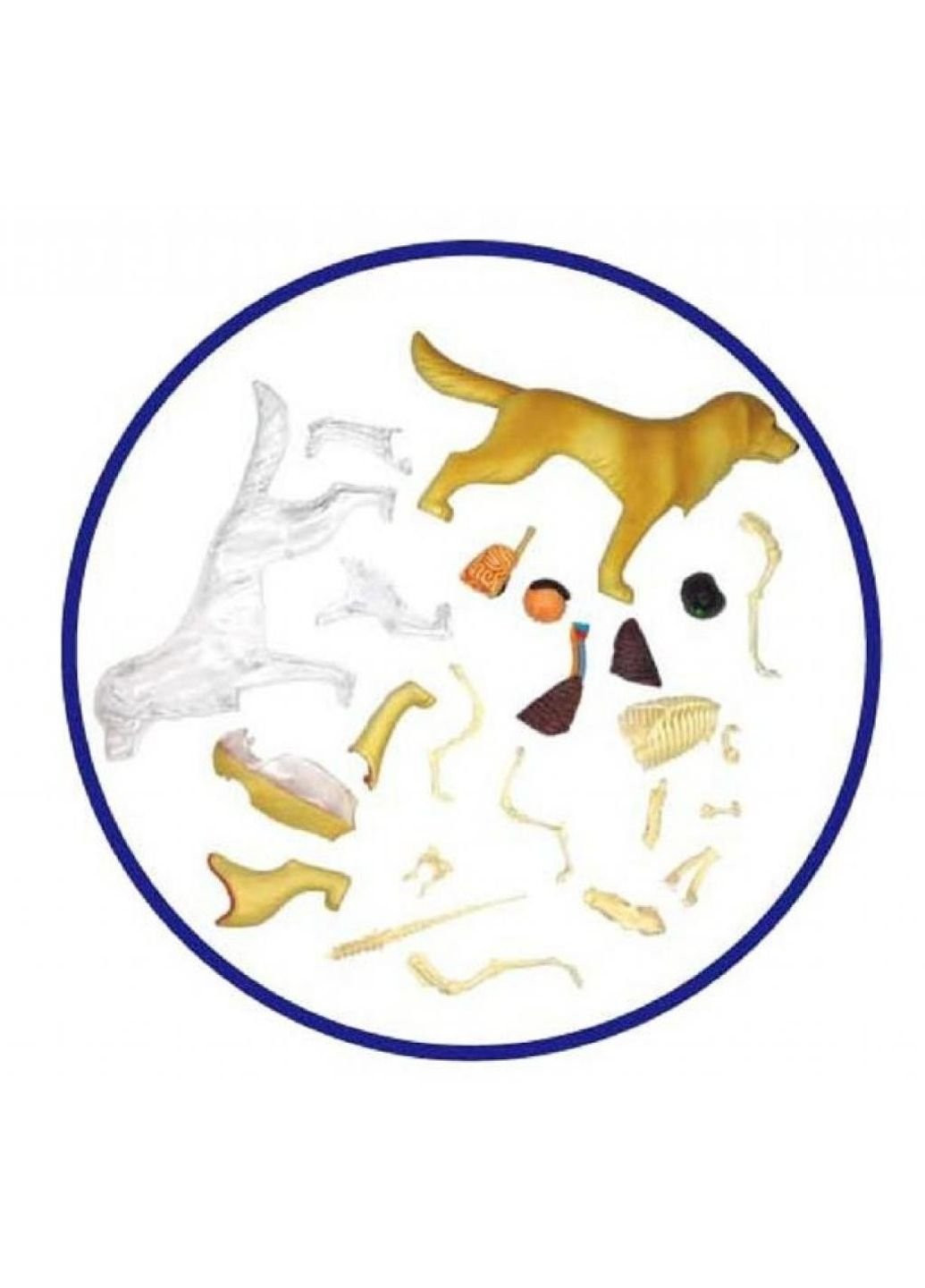 Пазл Объемная анатомическая модель Собака золотистый ретривер (FM-622007) 4D Master (249984287)