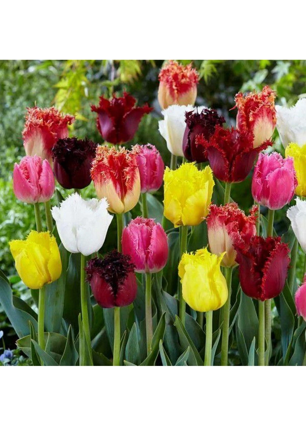 Тюльпаны махровые микс 5 шт Holland Bulb Market (244711648)