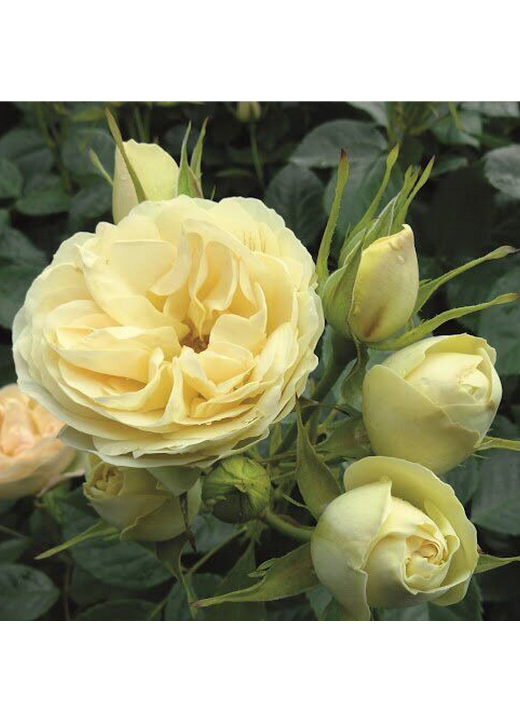 Троянда Lemon Vaza (Лемон Ваза) 60-80 см Декоплант (244711680)